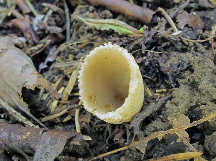 Tarzetta catinus