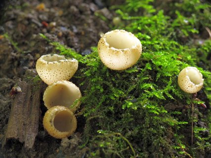 Tarzetta cupularis