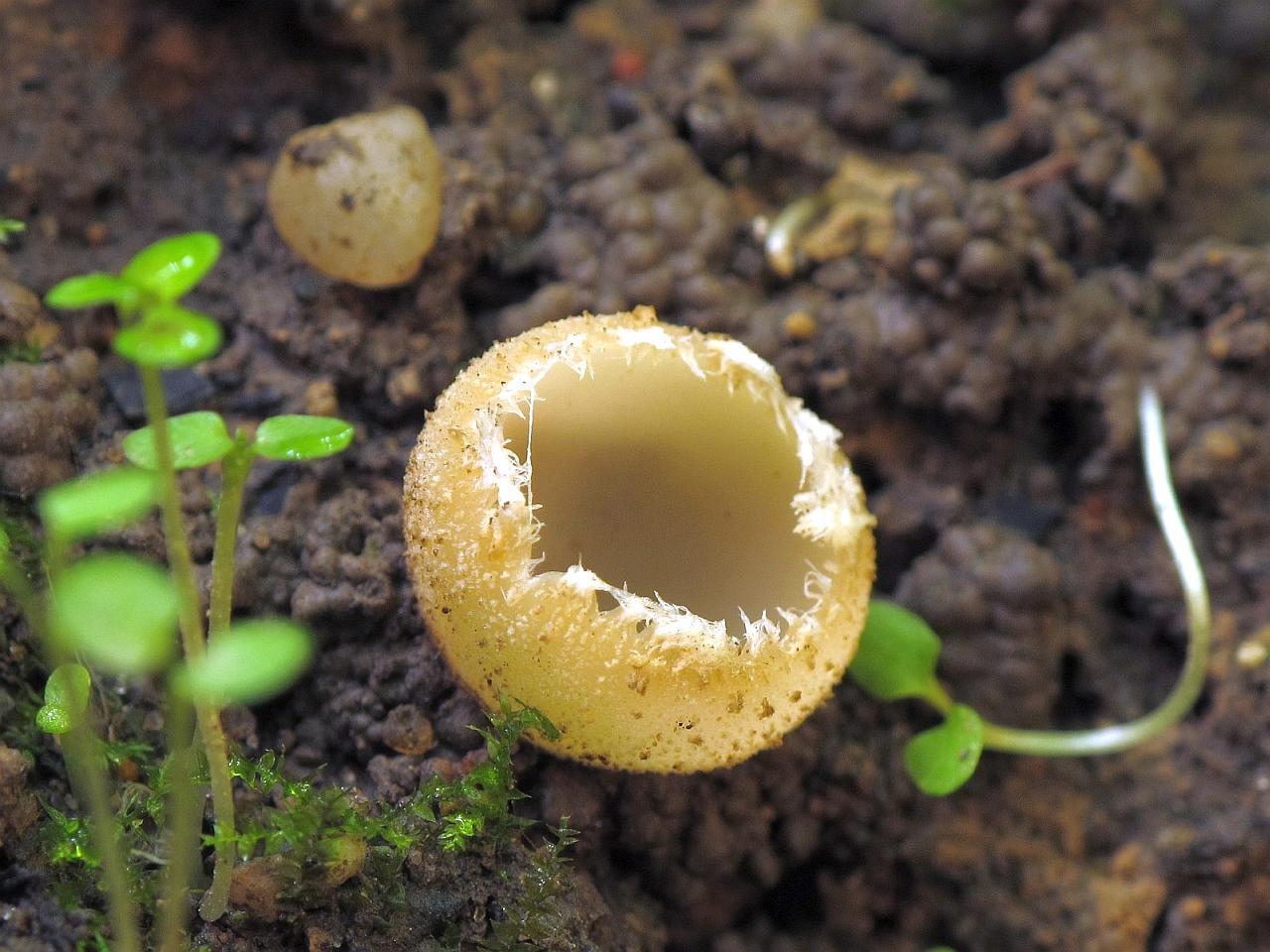 Tarzetta cupularis