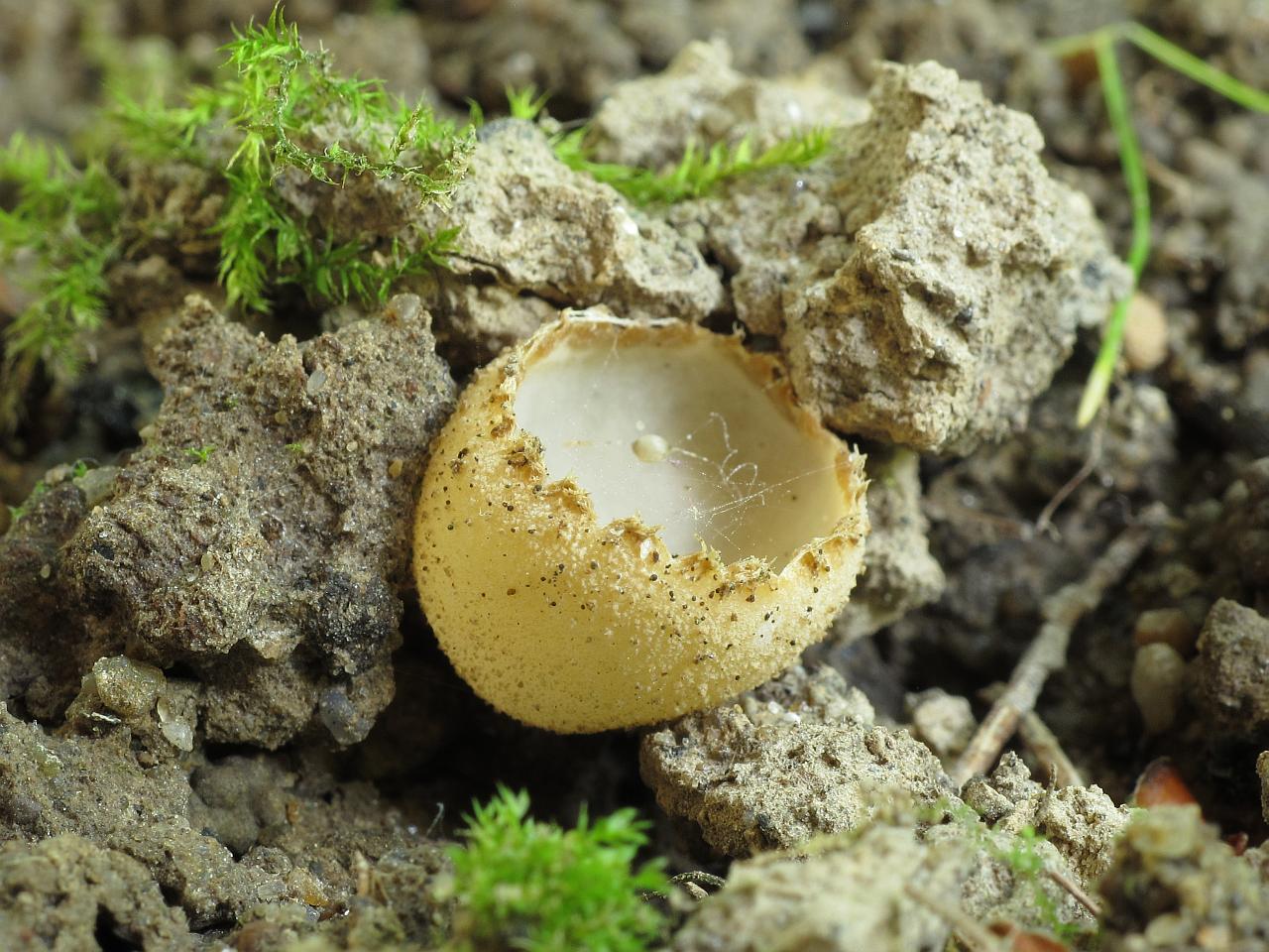 Tarzetta cupularis
