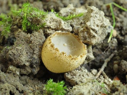 Tarzetta cupularis