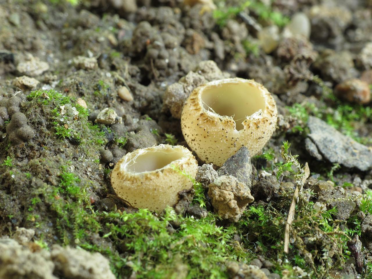 Tarzetta cupularis
