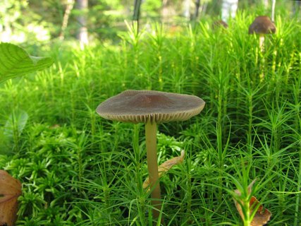 Tephrocybe palustris