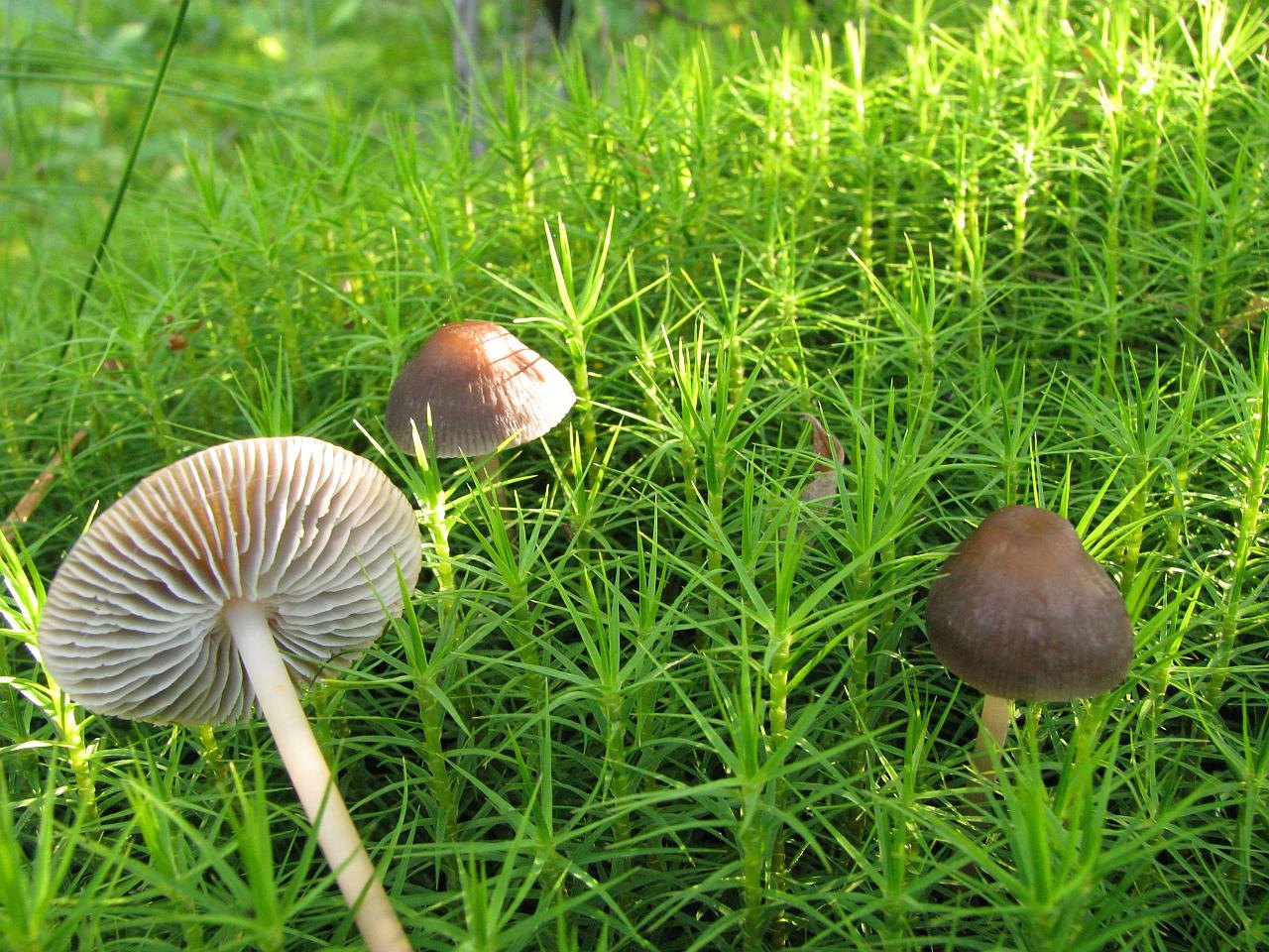 Tephrocybe palustris