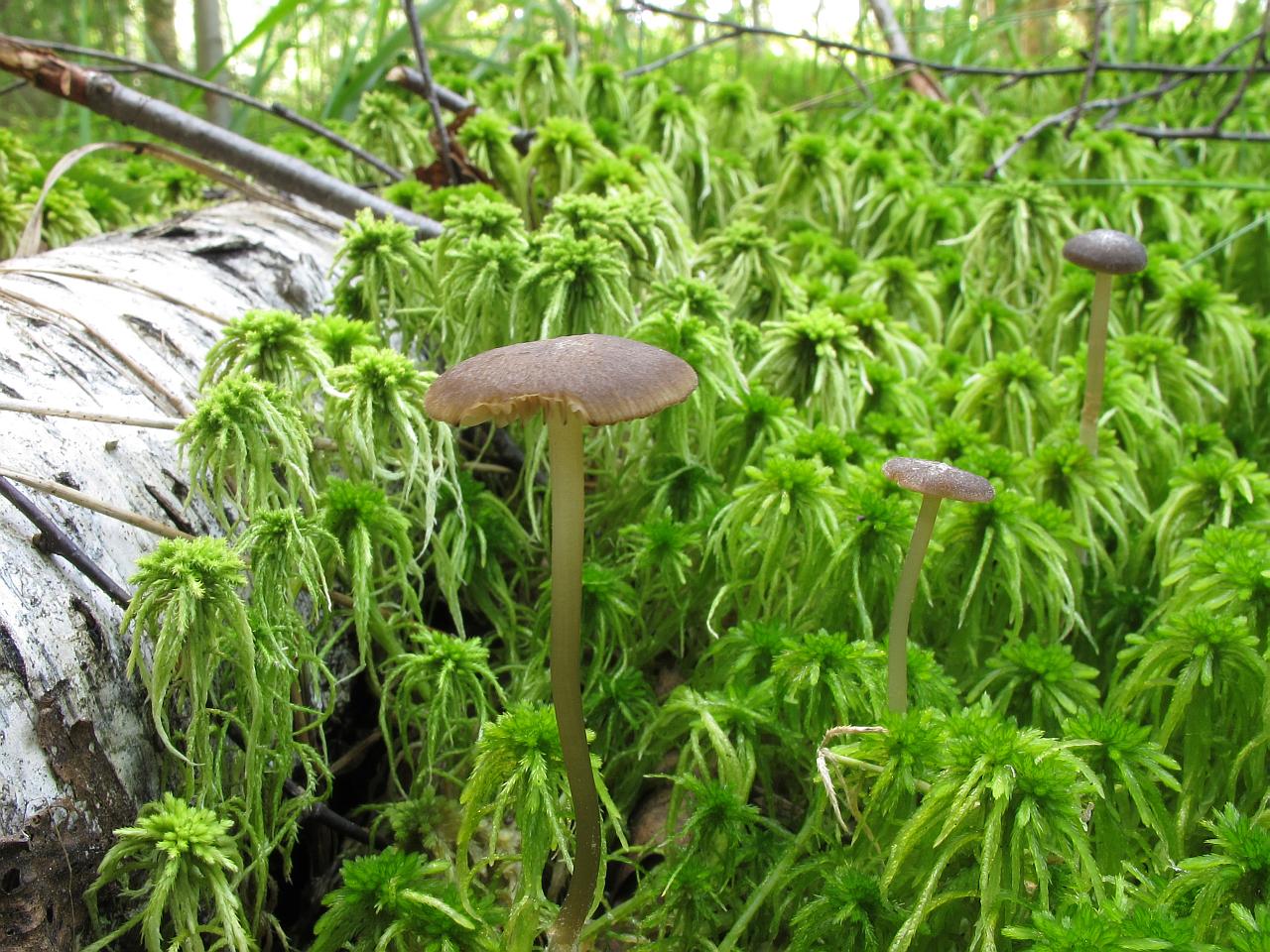 Tephrocybe palustris