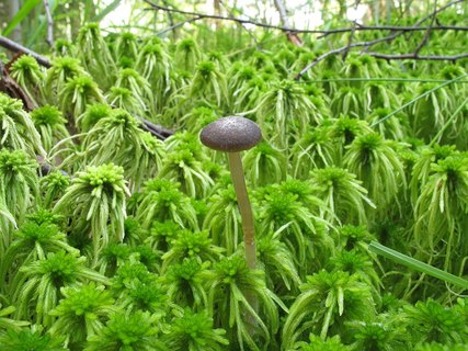 Tephrocybe palustris