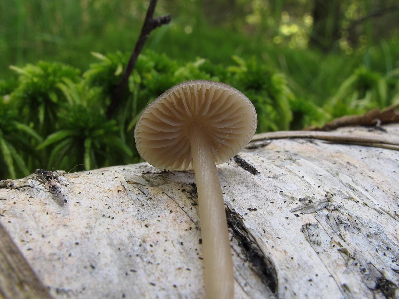 Tephrocybe palustris