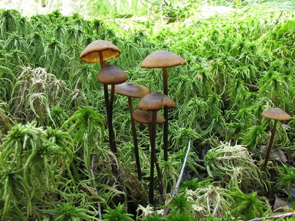 Tephrocybe palustris
