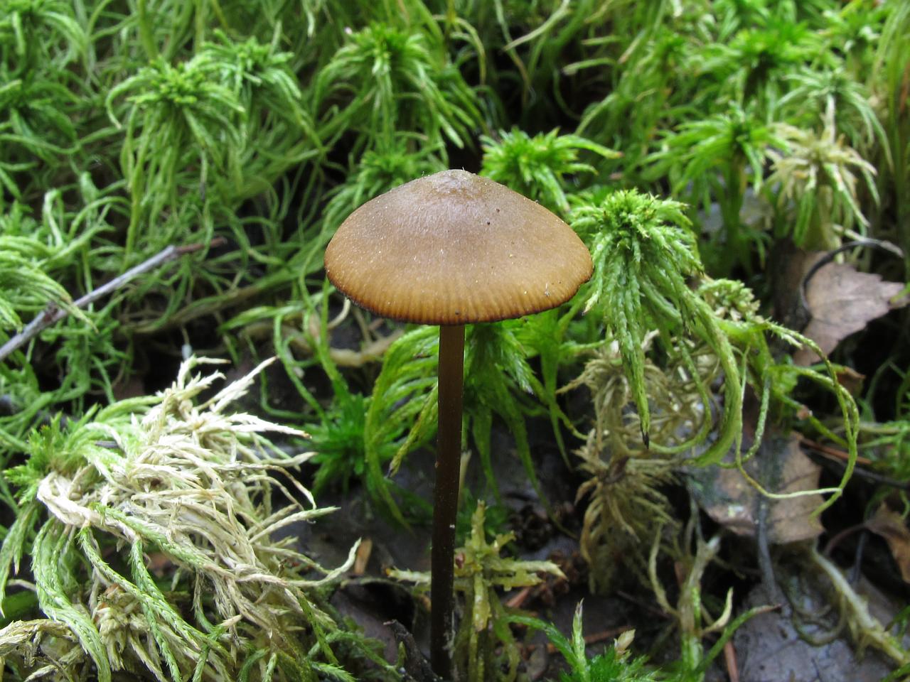 Tephrocybe palustris