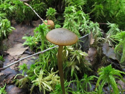 Tephrocybe palustris