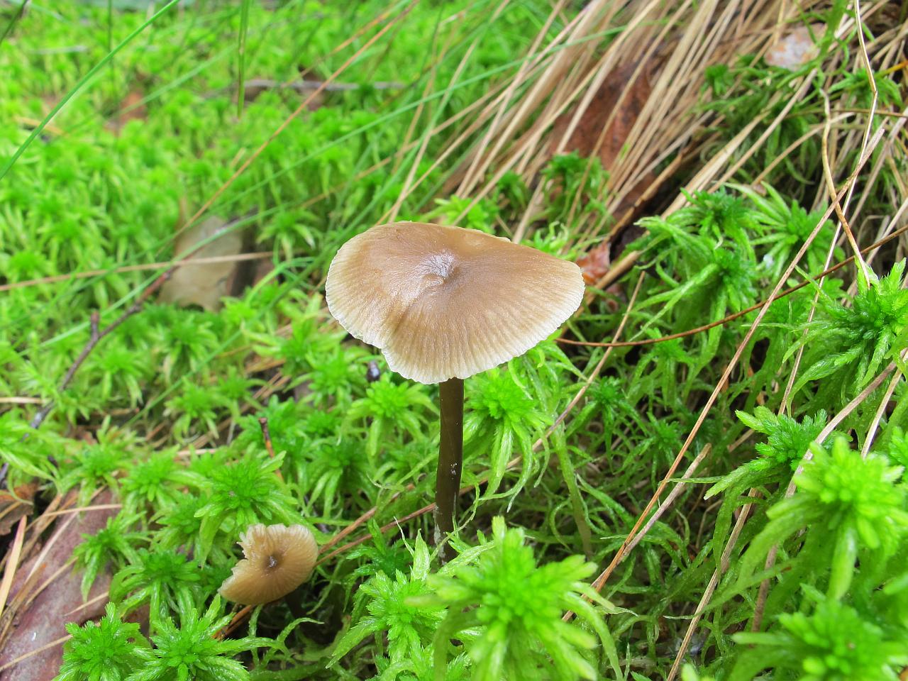 Tephrocybe palustris