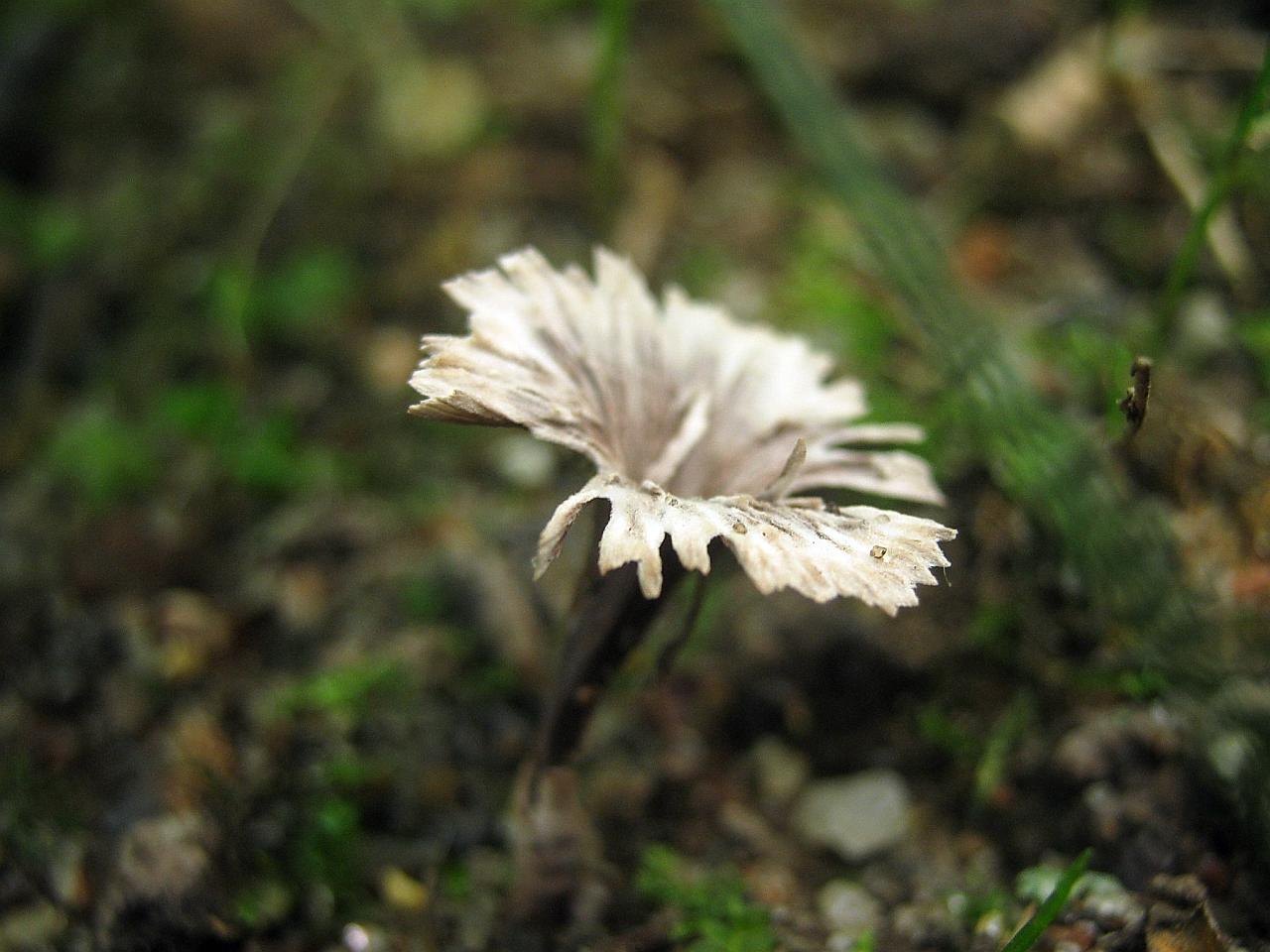 Thelephora