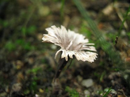 Thelephora caryophyllea
