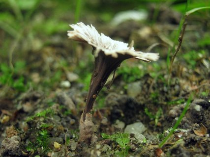 Thelephora caryophyllea