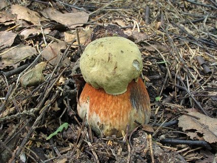 Boletus luridus