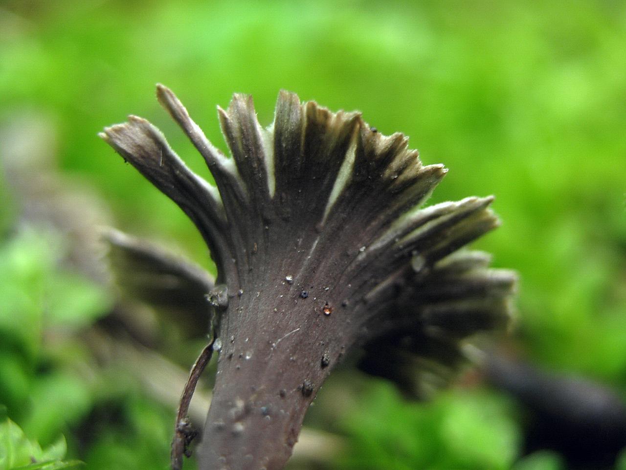 Thelephora caryophyllea