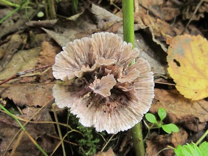 Thelephora caryophyllea