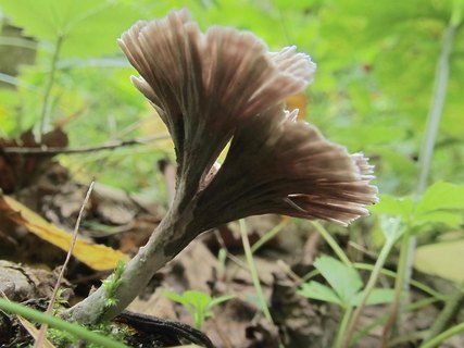 Thelephora caryophyllea