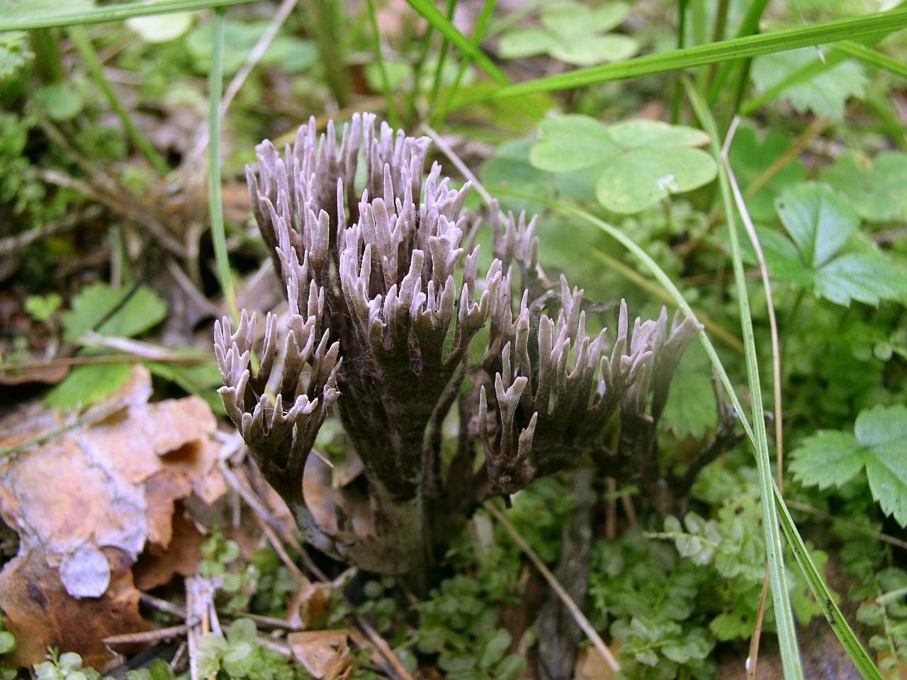 Thelephora palmata
