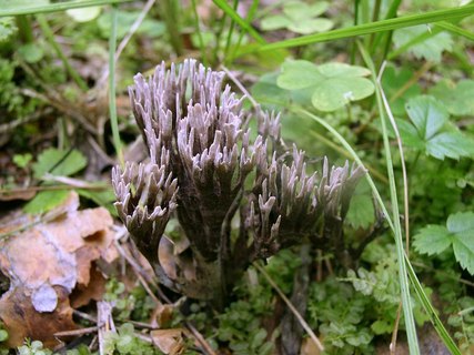 Thelephora palmata