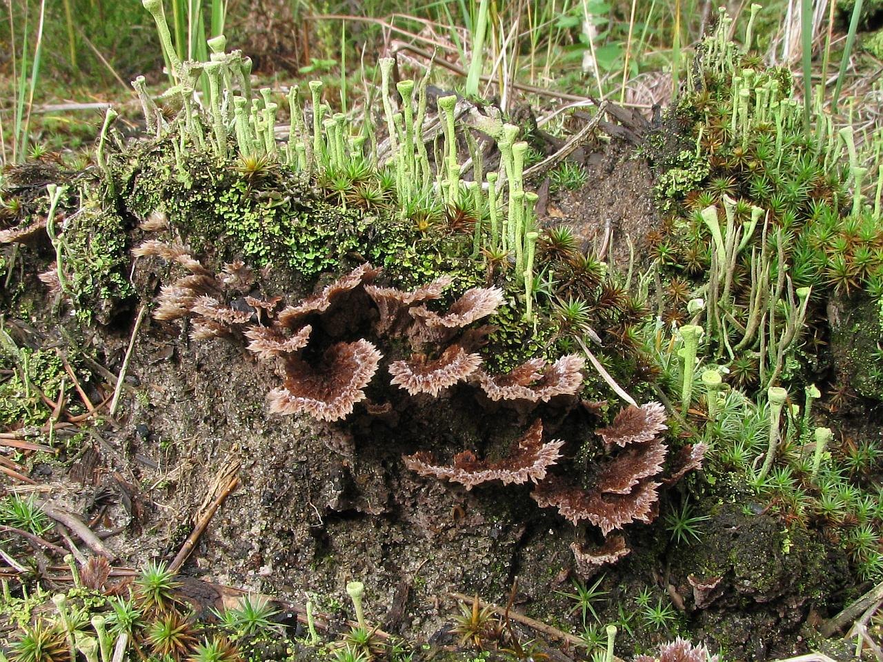 Thelephora terrestris