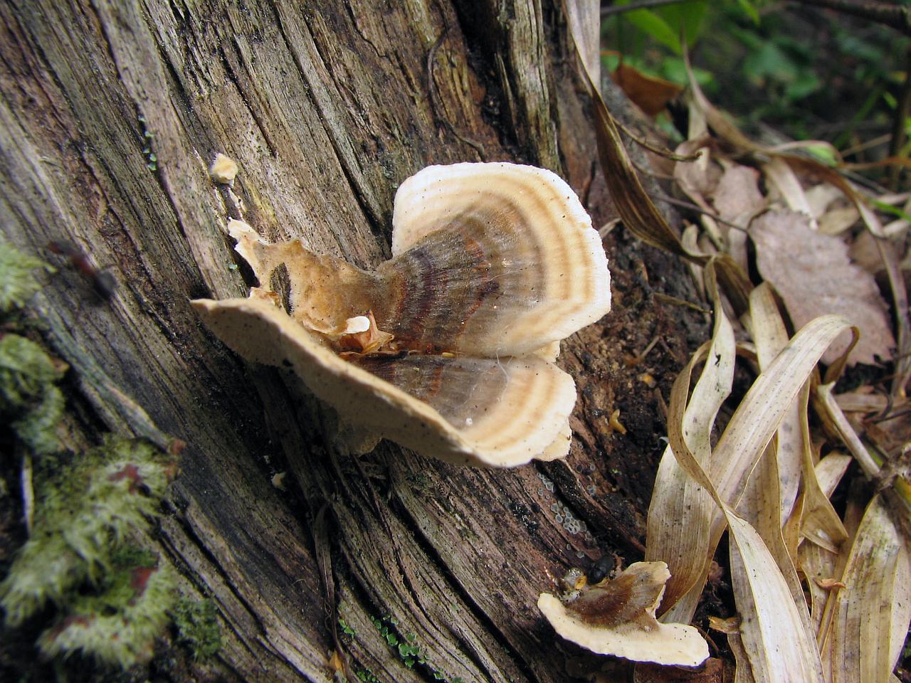 Trametes ochracea