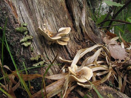 Trametes ochracea