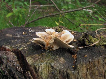 Trametes ochracea