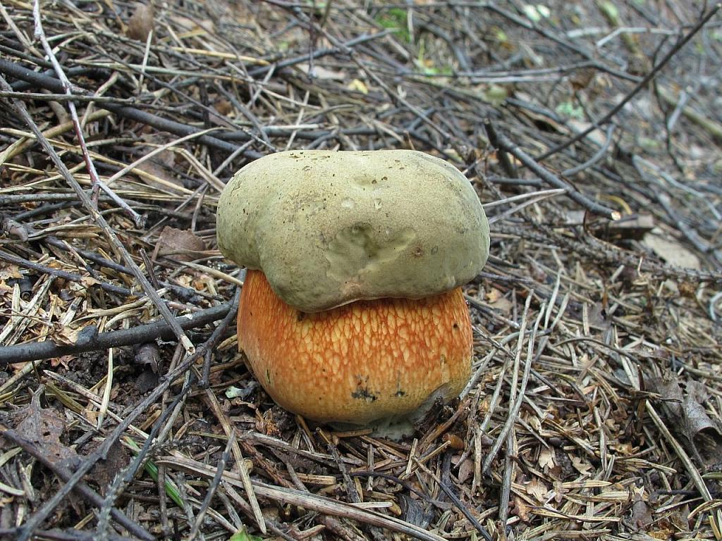 Boletus luridus