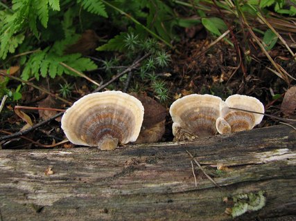 Trametes ochracea