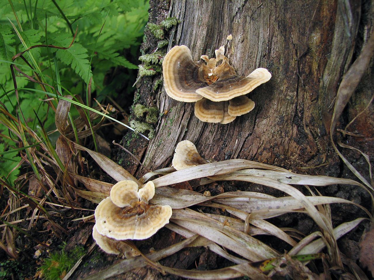 Trametes ochracea