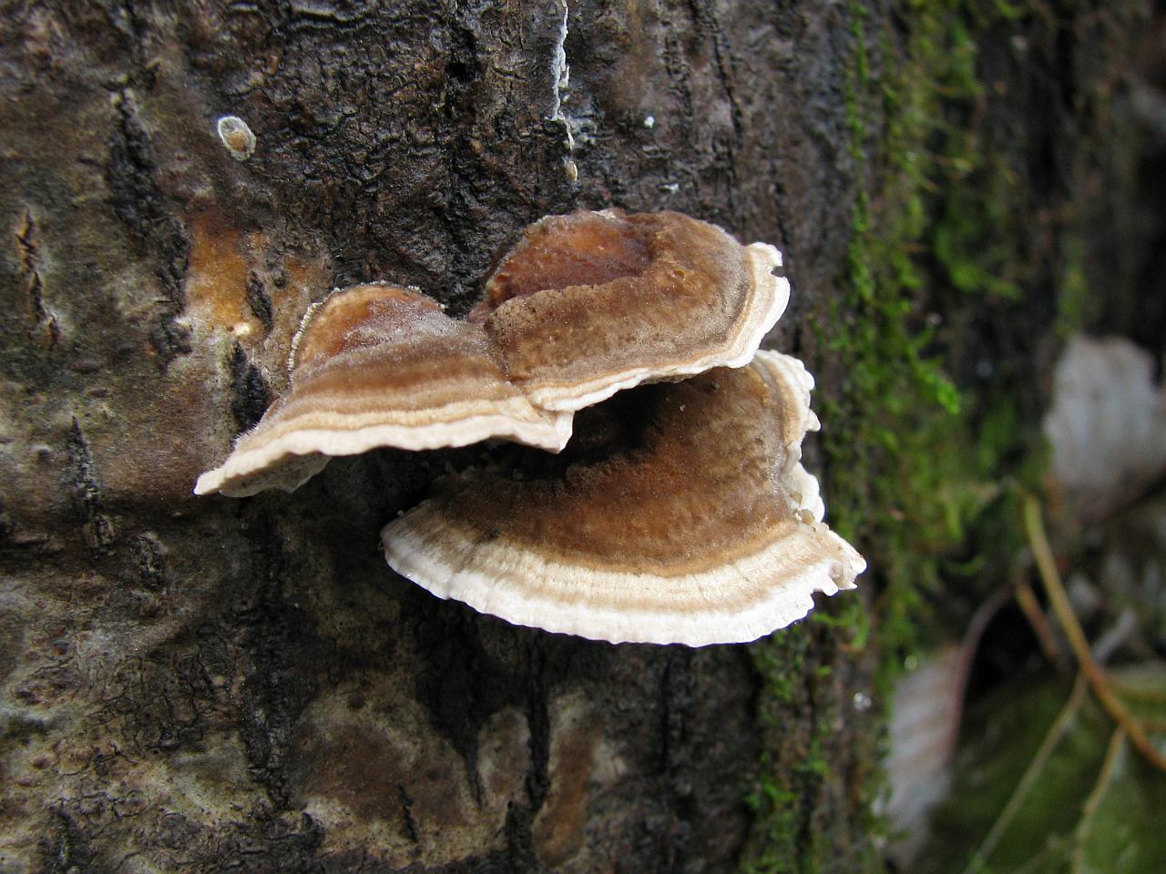 Trametes ochracea