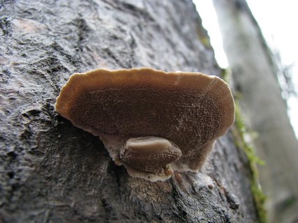Trametes ochracea