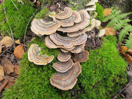 Trametes versicolor