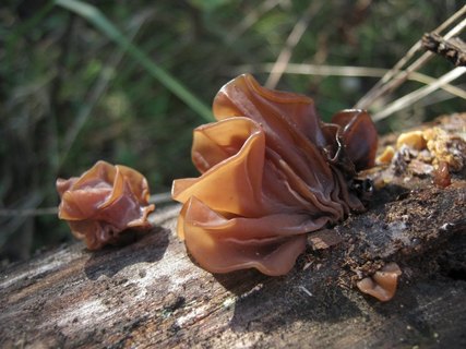 Tremella foliacea