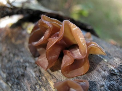 Tremella foliacea