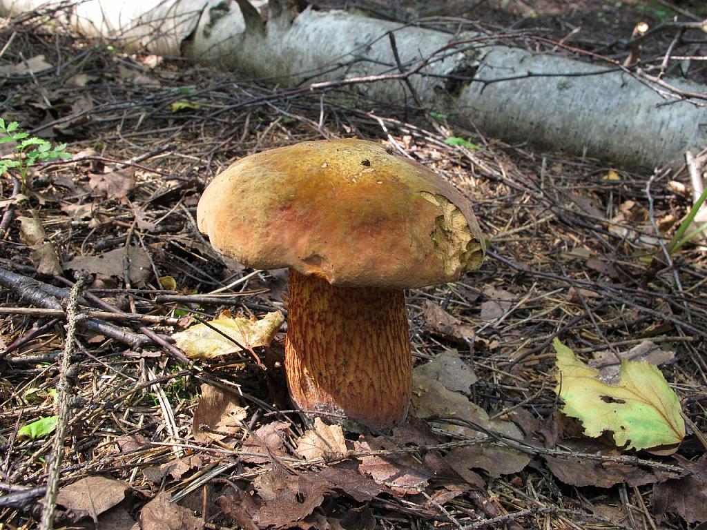 Boletus luridus