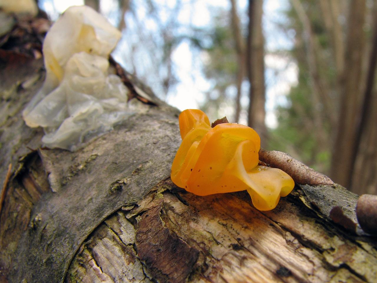 Tremella mesenterica