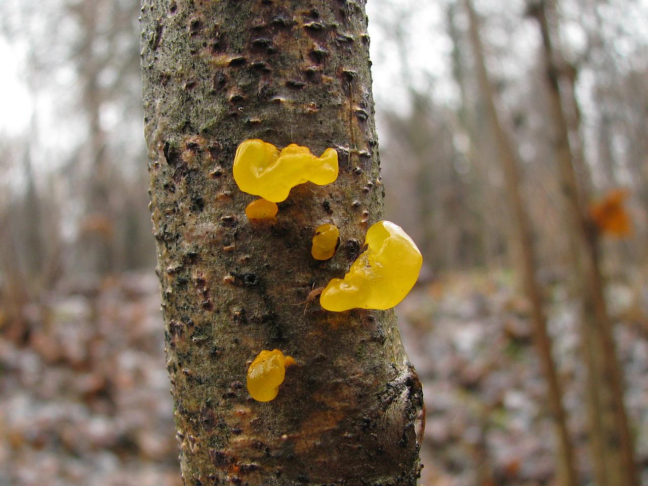 Tremella mesenterica