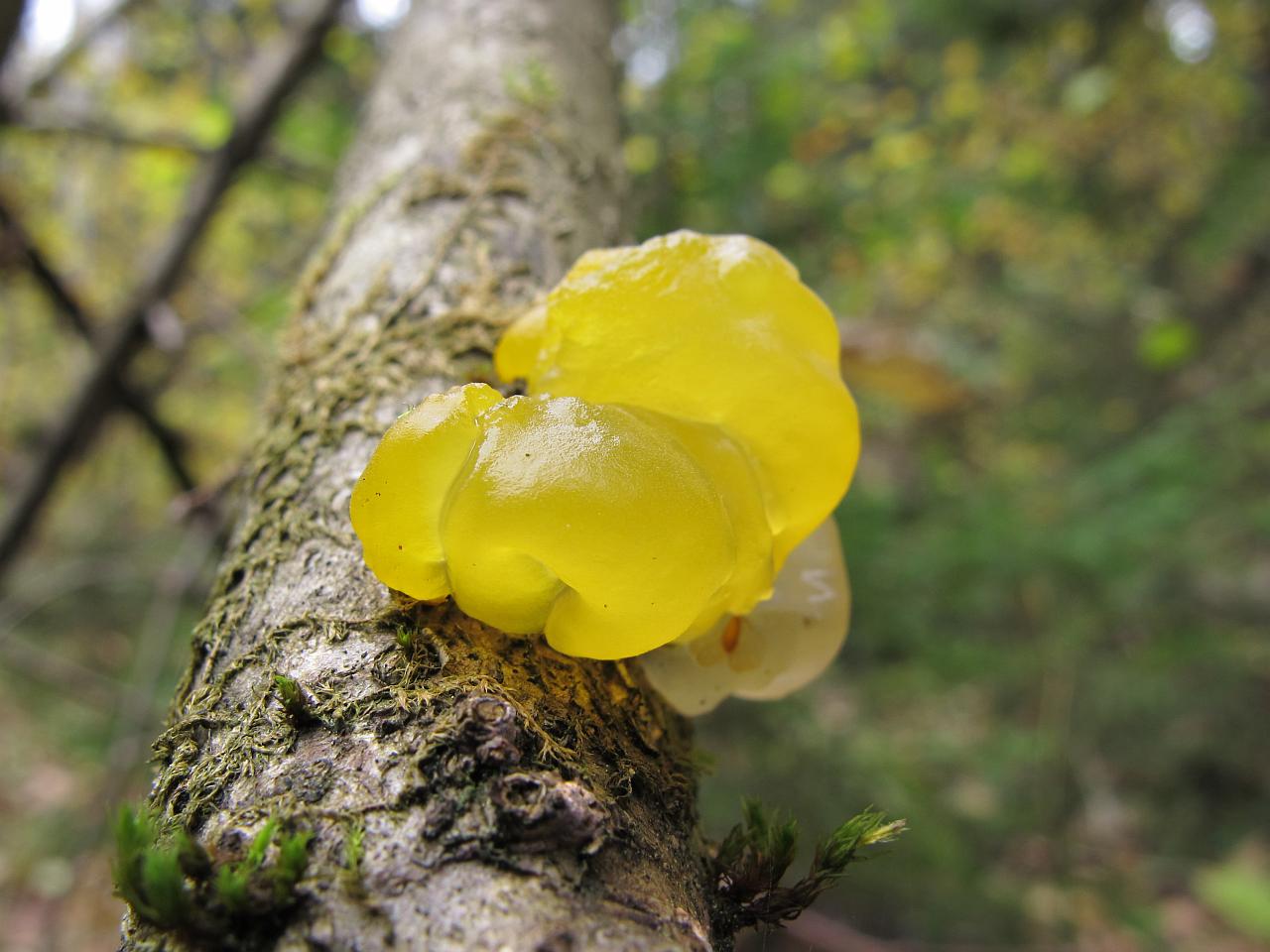 Tremella mesenterica