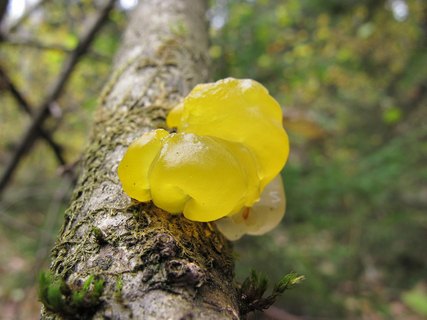 Tremella mesenterica