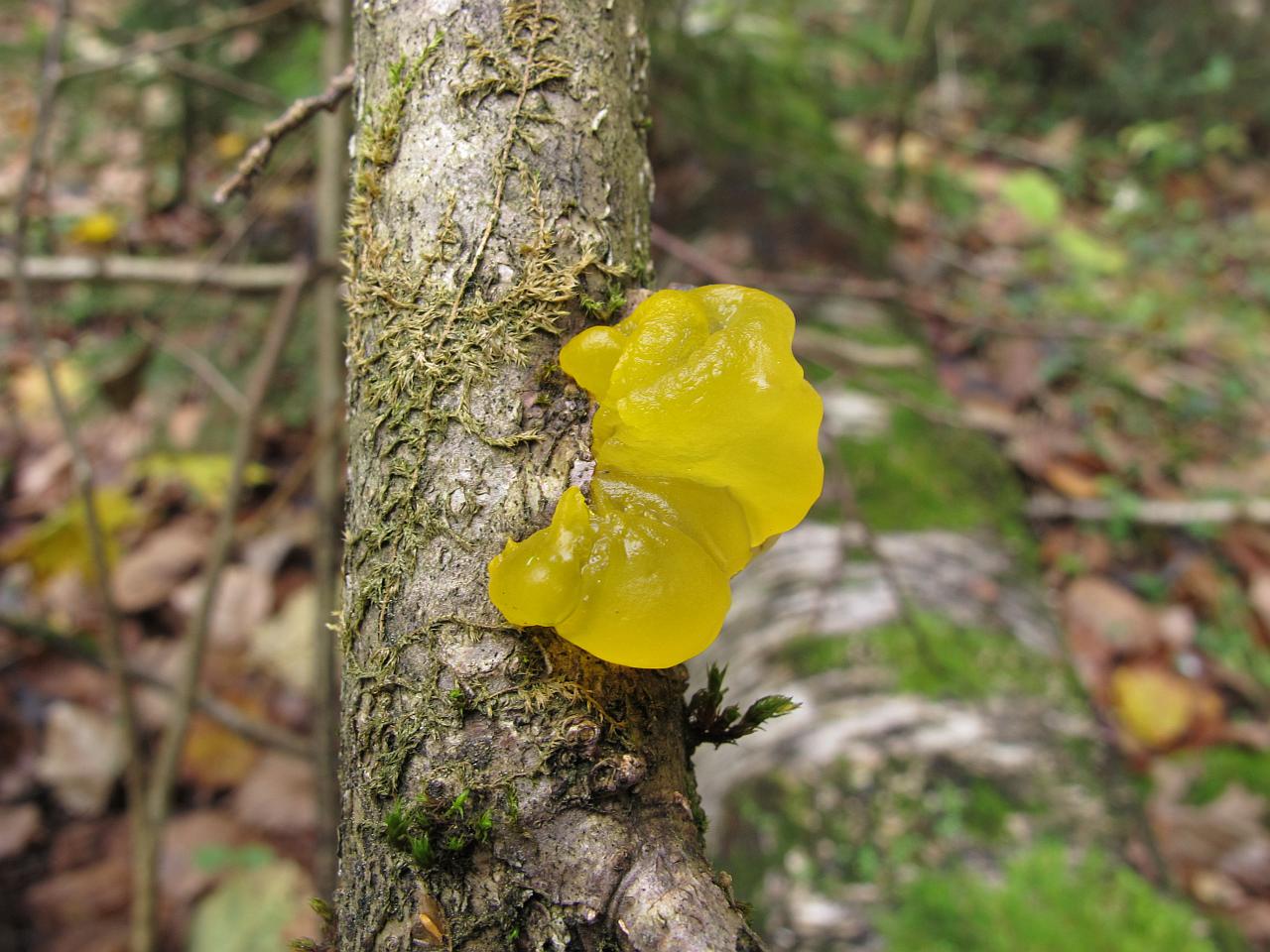Tremella mesenterica
