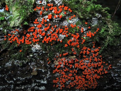 Trichia decipiens