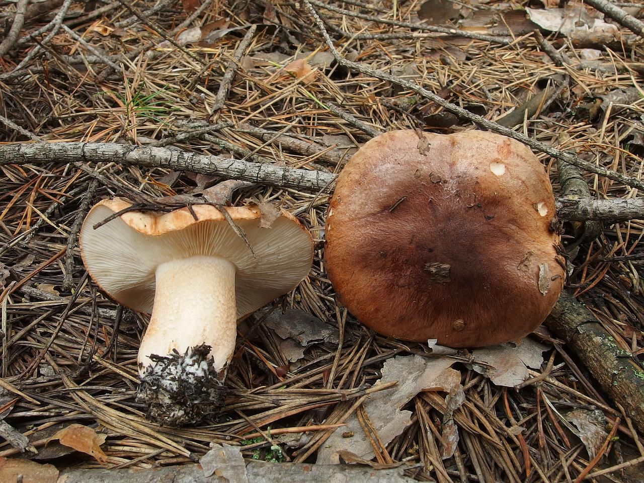 Tricholoma albobruneum