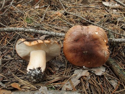 Tricholoma albobruneum