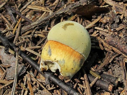 Boletus luridus