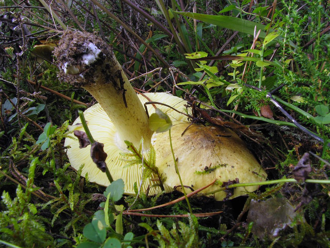 Tricholoma equestre