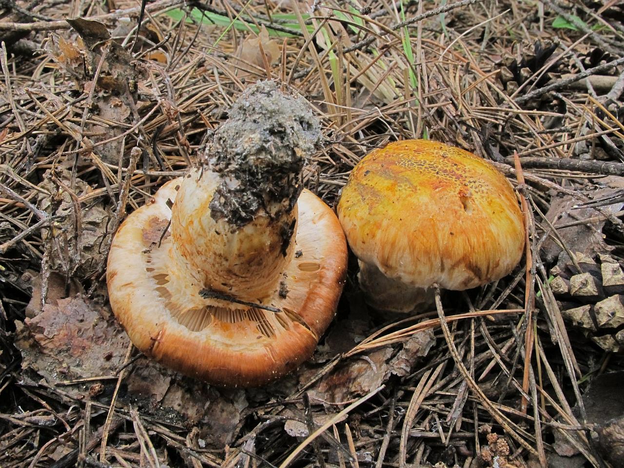 Tricholoma focale