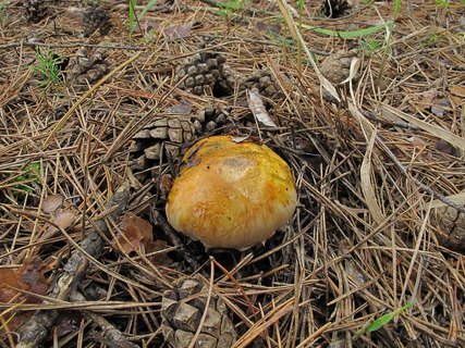 Tricholoma focale