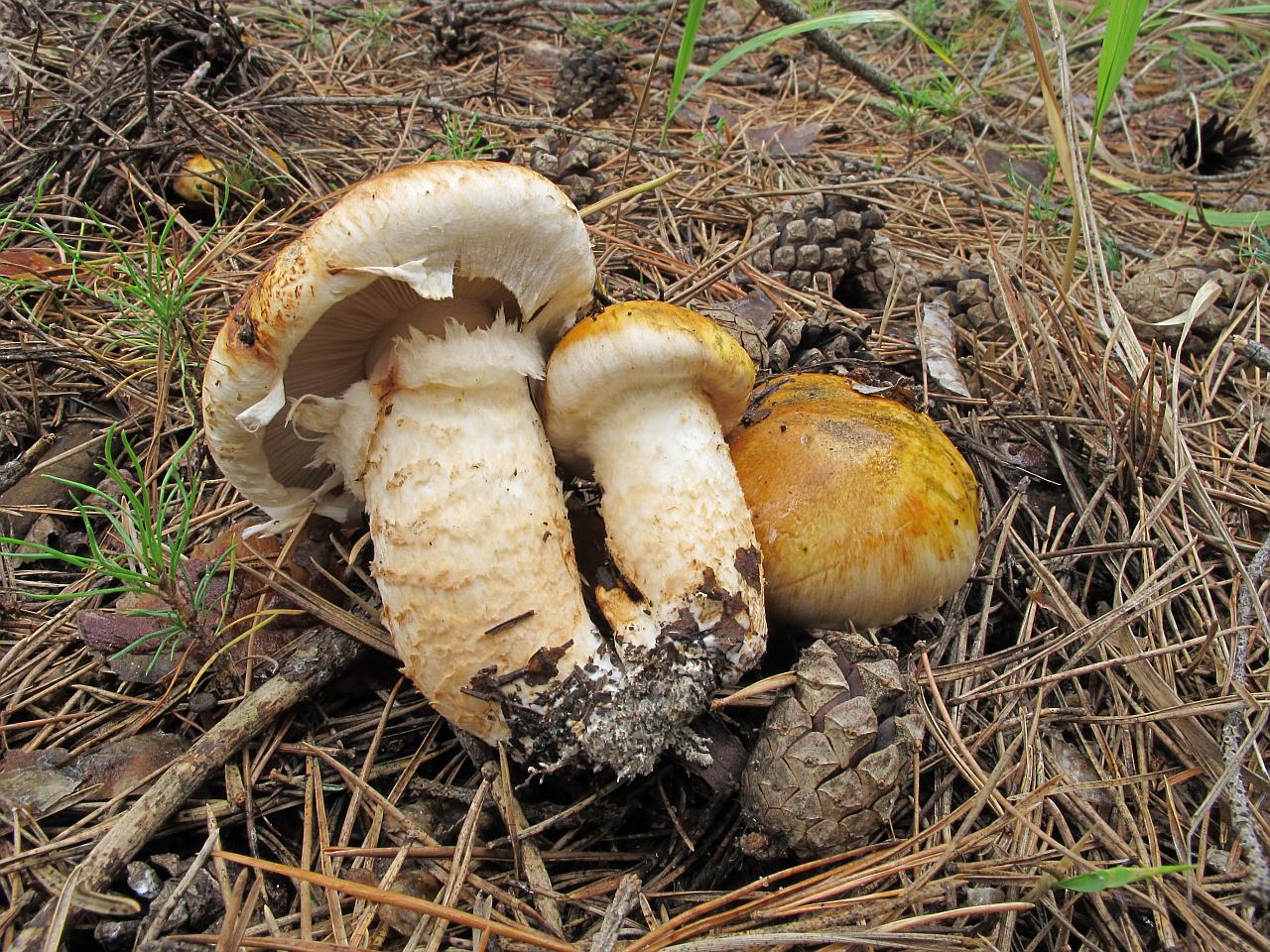 Tricholoma focale